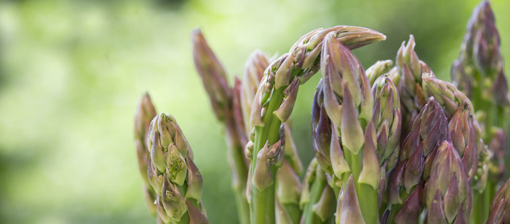 British Asparagus Season
